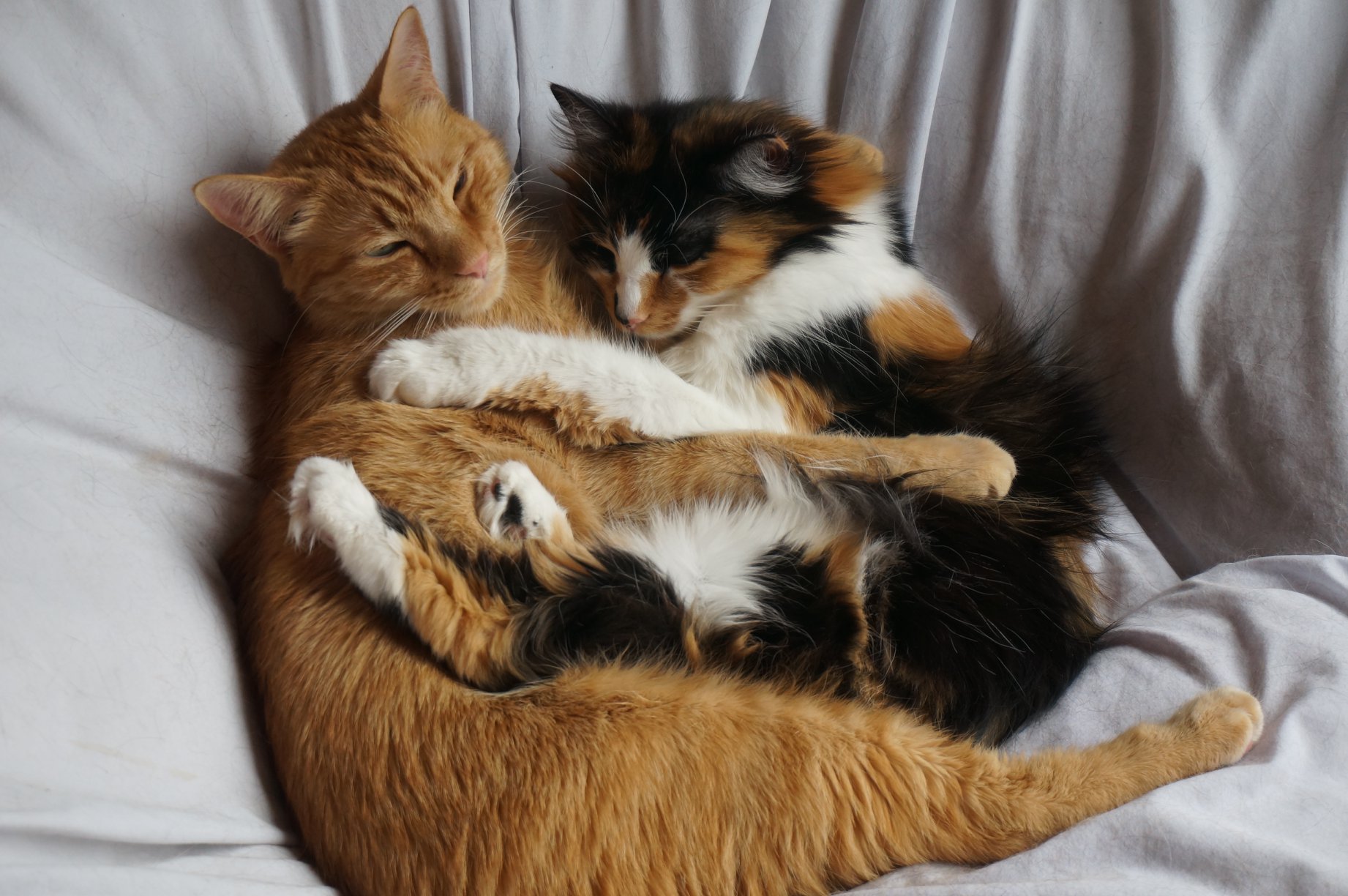 Two cats touching noses affectionately