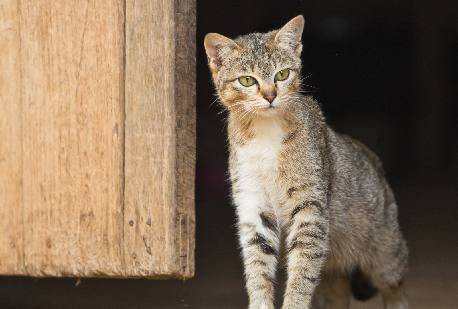 cat in doorway (1600 x 1080 px).png