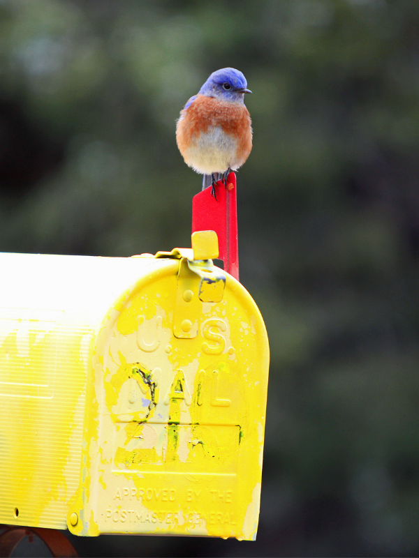 Western bluebird perched on the raised flag of a yellow mailbox