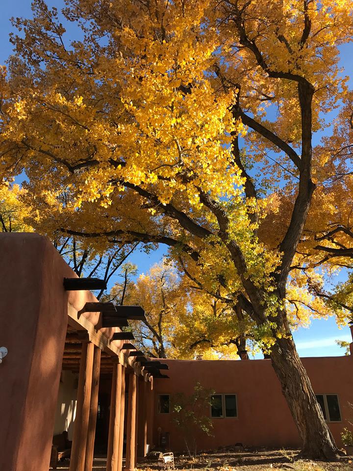 Elegant cottonwood tree leaning over an L-shaped adobe house in autumn