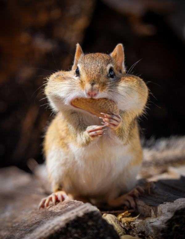 A chipmunk perched on a rock, looking alert
