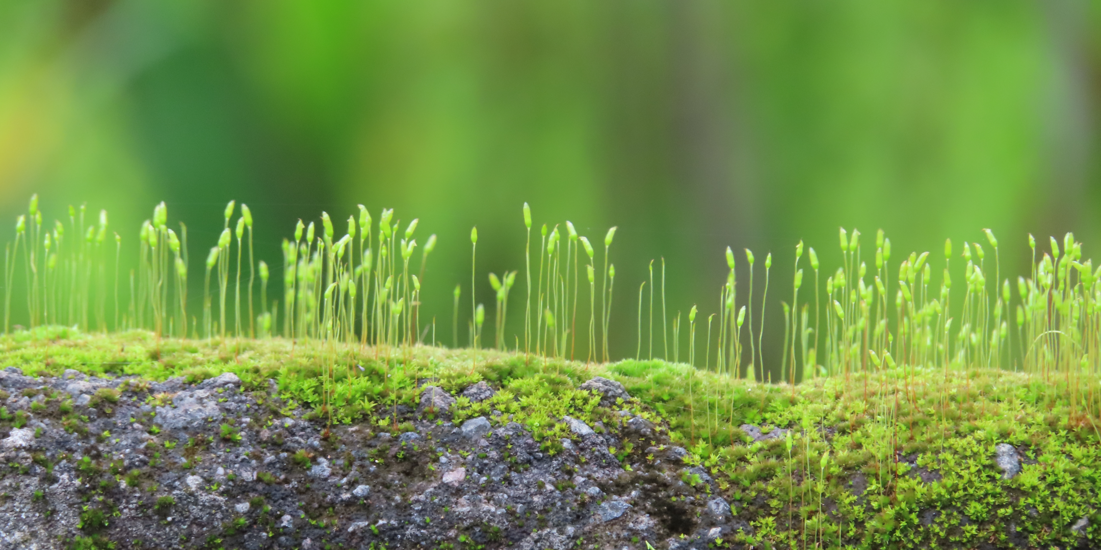 Sprouting happy moss