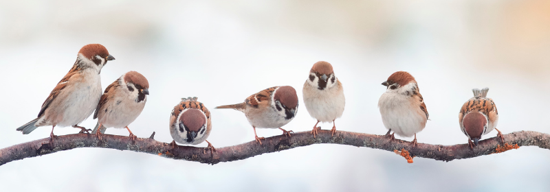 sparrows canva nataba.png