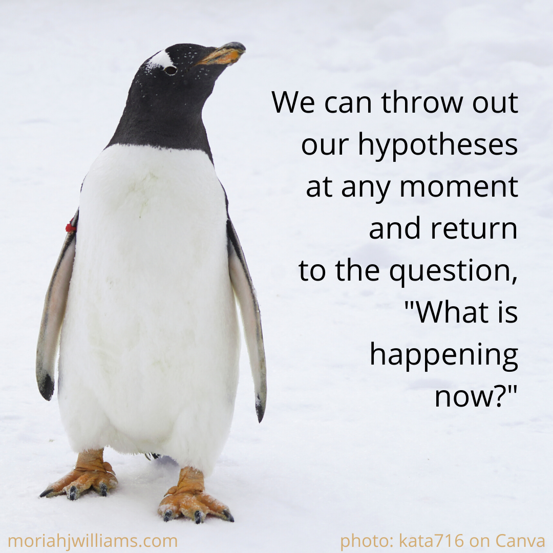 What is happening now — Gentoo penguin in snow
