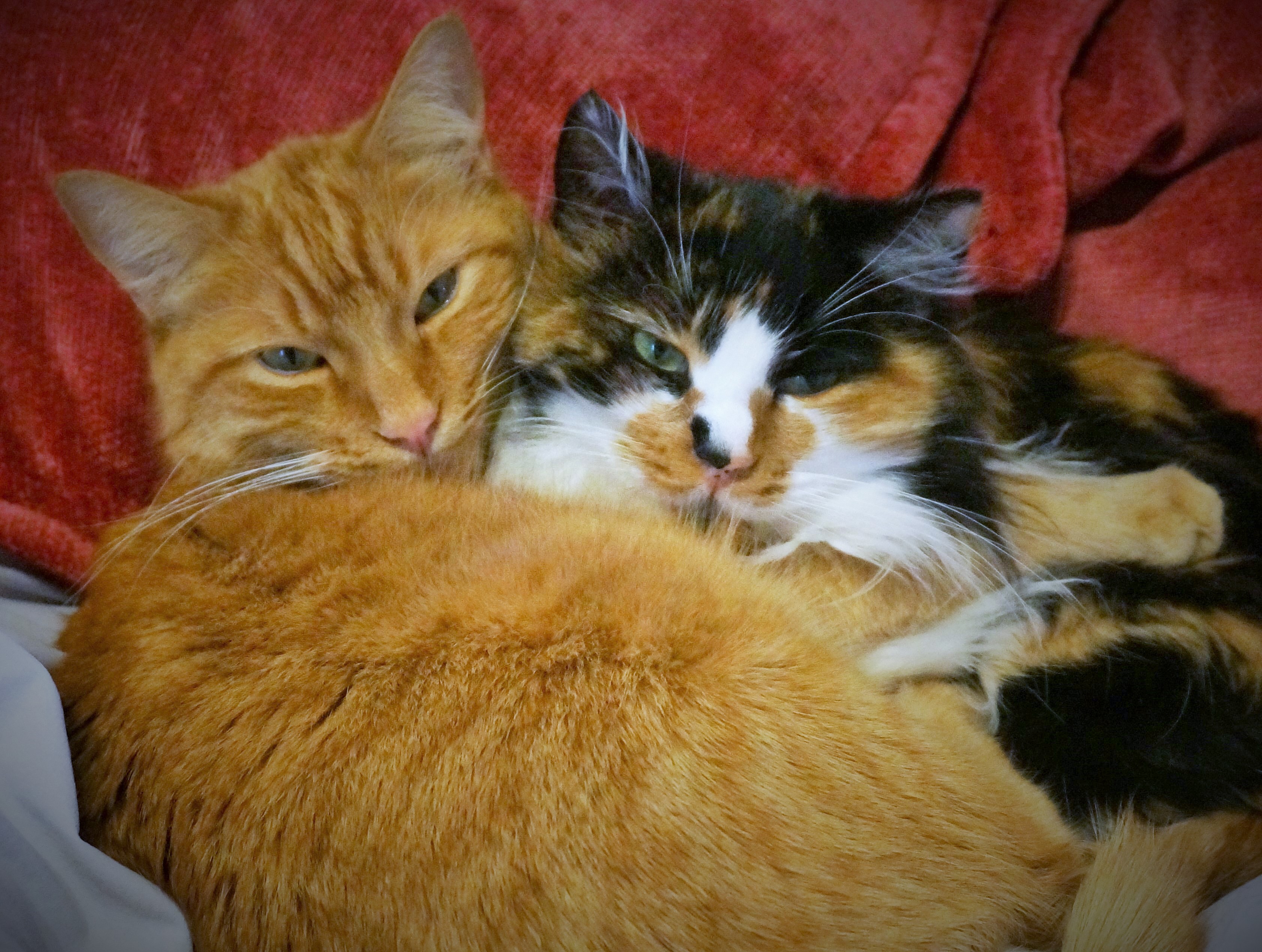 Two cats touching noses