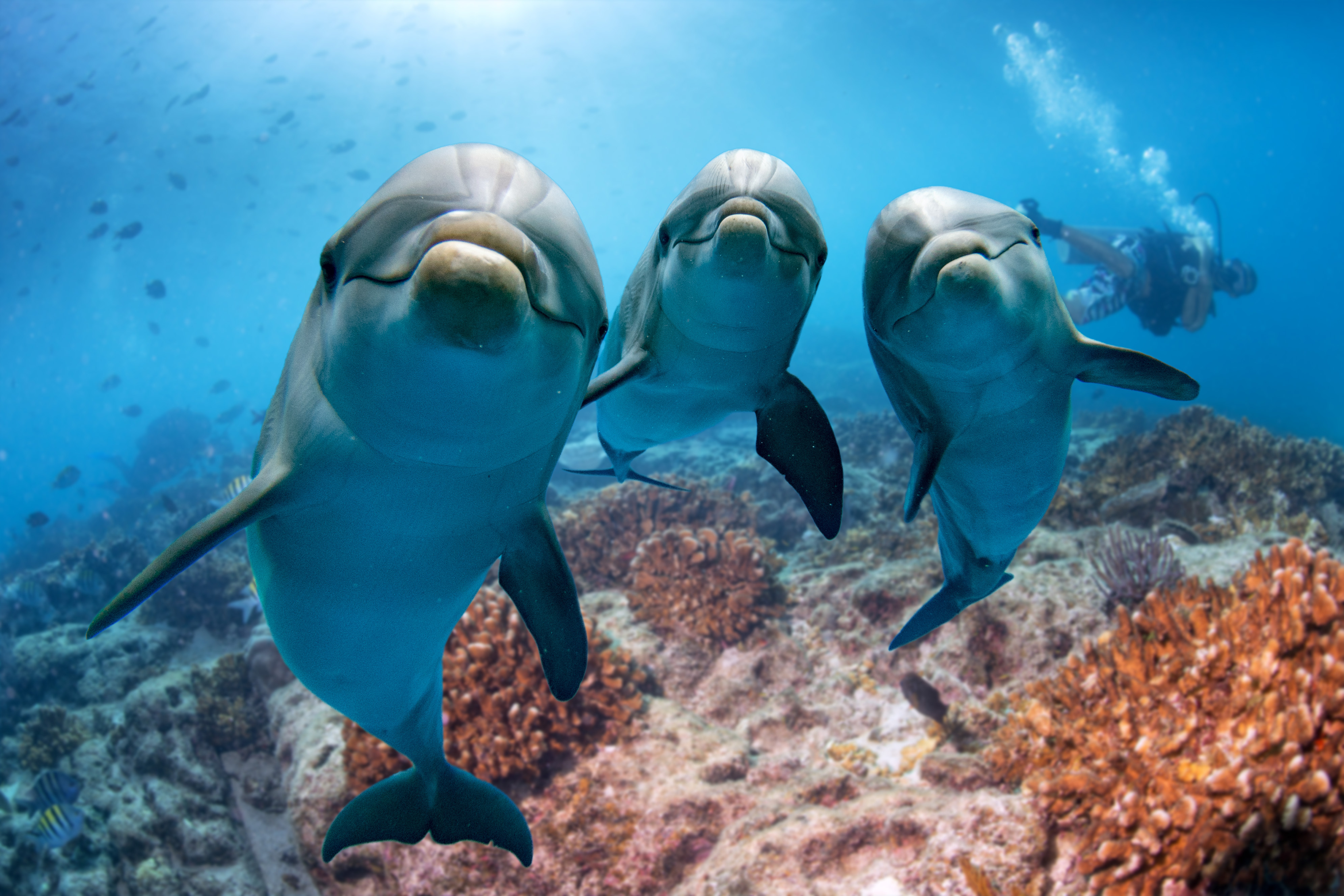 Three bottlenose dolphins staring directly into the camera in blue ocean water