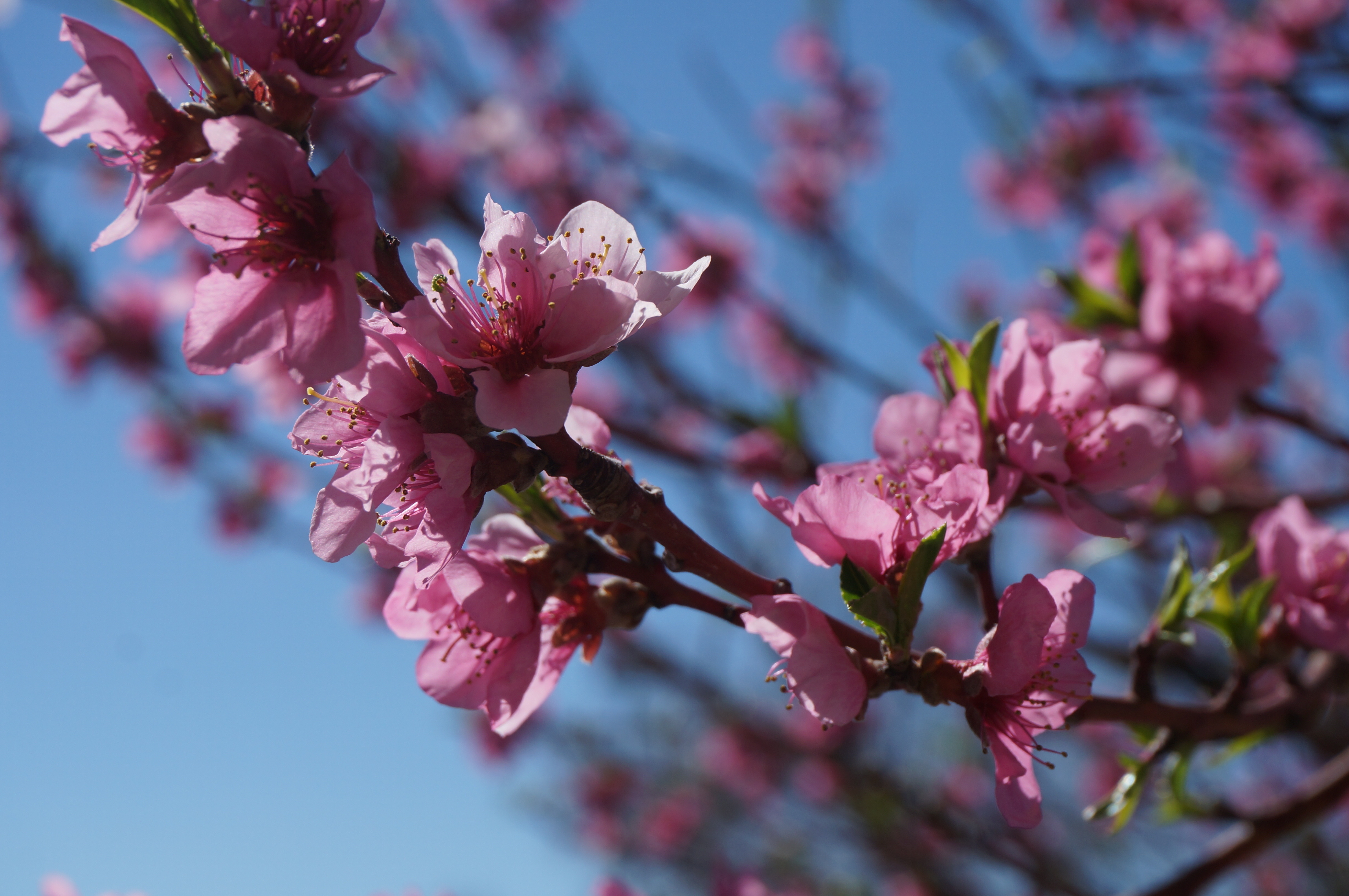 Purple lilac blossoms in full bloom