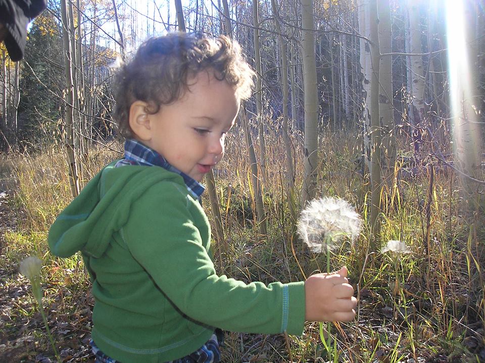 A toddler in an aspen grove holding the stem of a salsify floof and looking at it lovingly