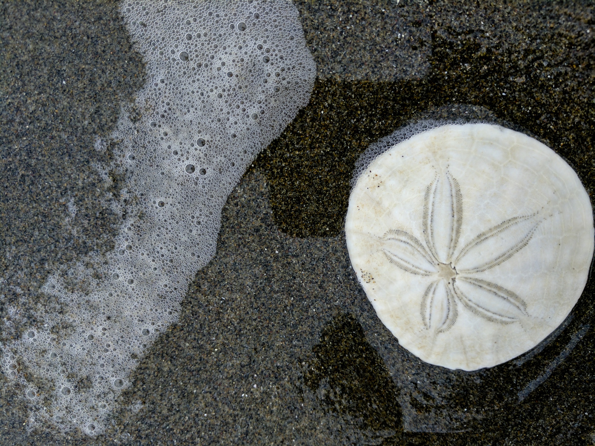 A sand dollar in dark, micaceous beach sand with very shallow water pooling around it