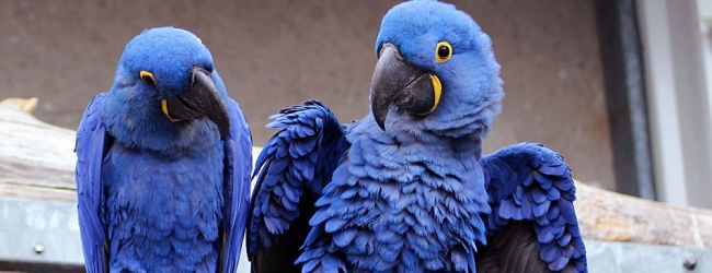 Two hyacinth macaws sitting together