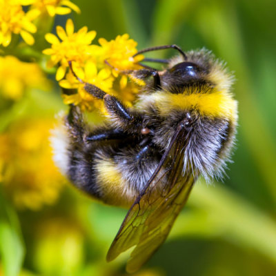 Upside down bee curled around yellow flowers