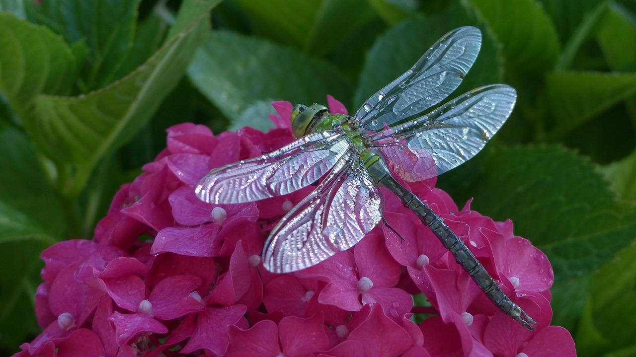 A green dragonfly on clustered pink flowers with iridescent wings