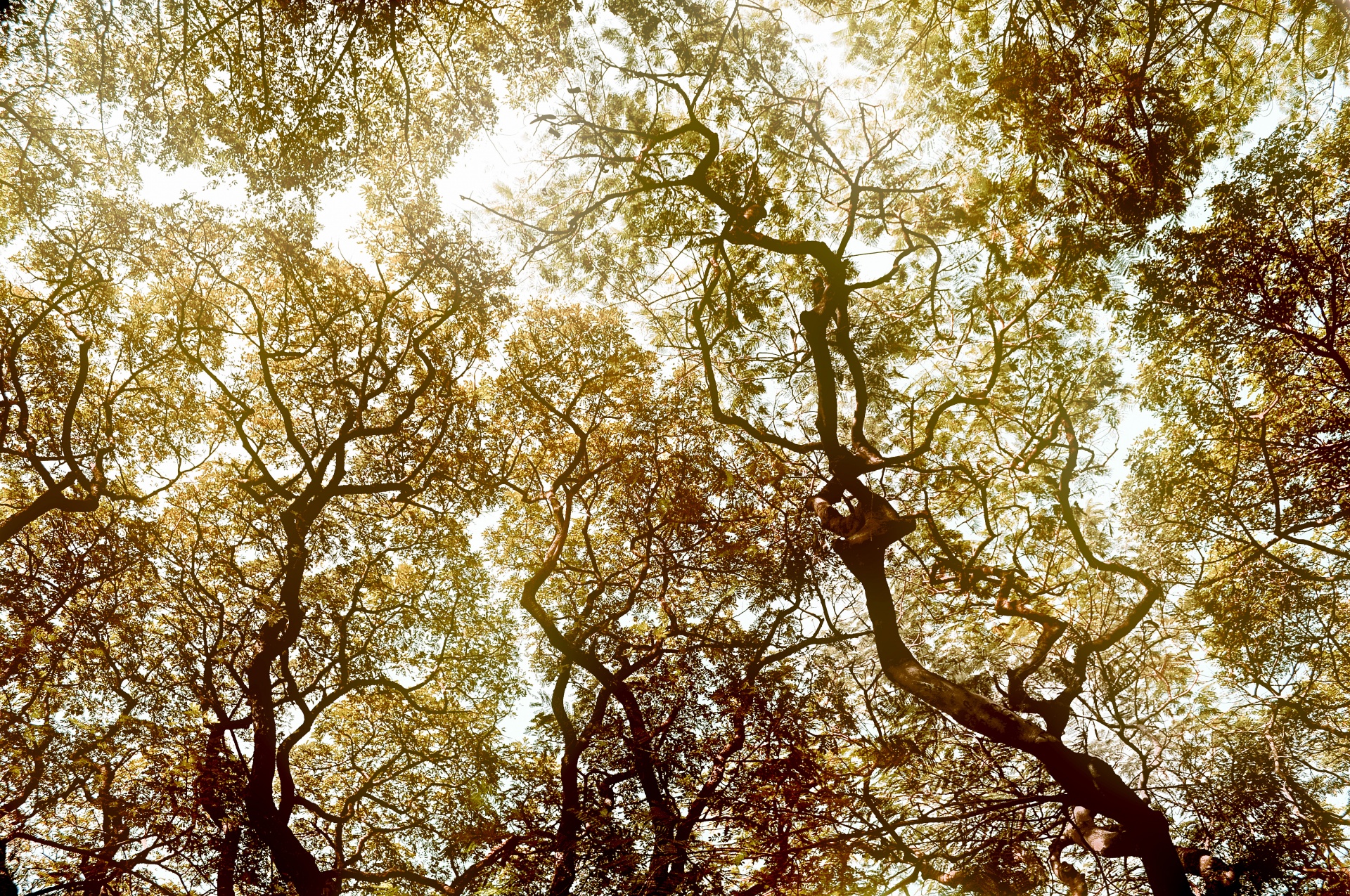 Looking up through the canopy of trees against a bright sky