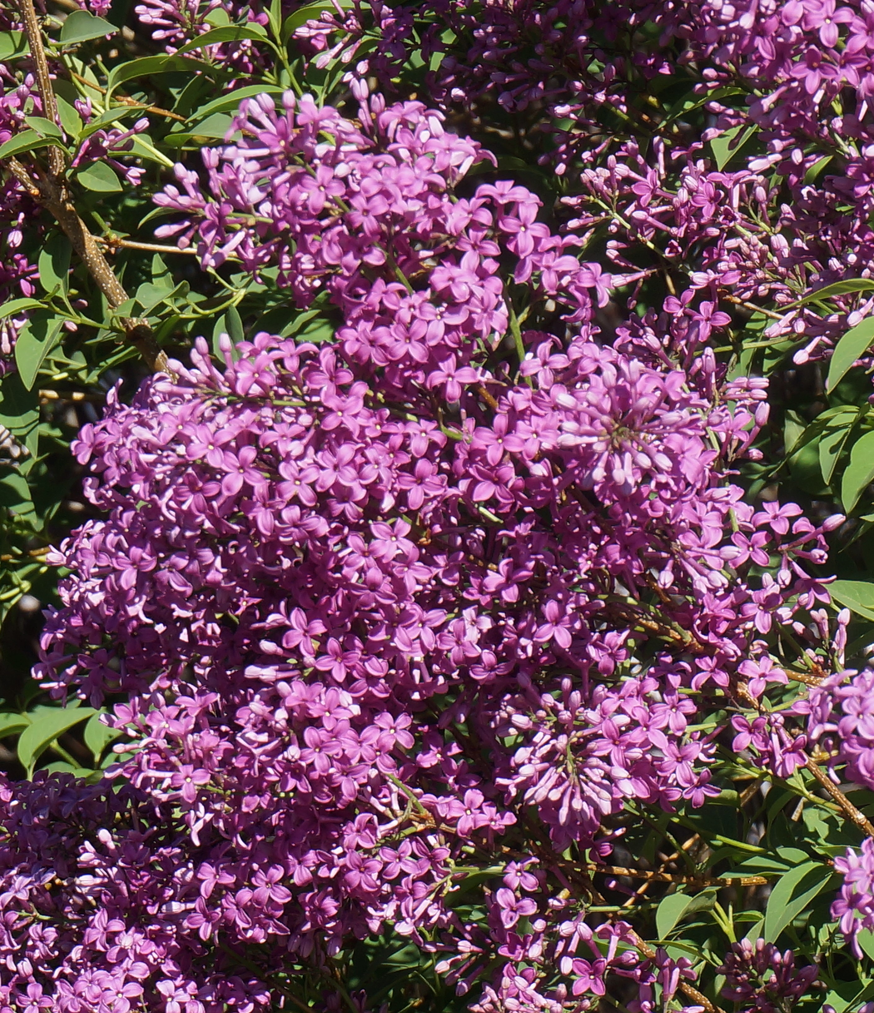 A field of wildflowers in bloom