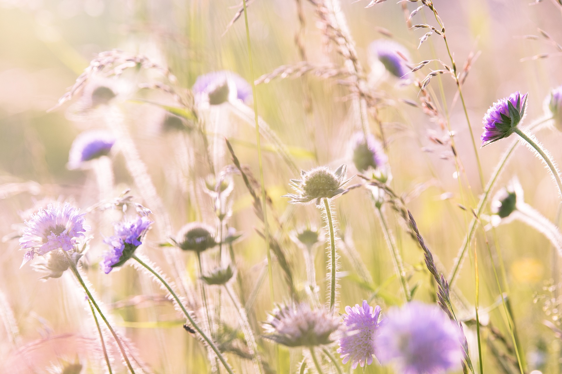 wildflowers-1406846_1920.jpg